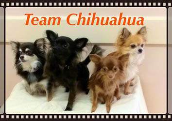 Team Chihuahua